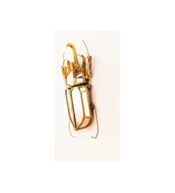 KDesign Ozdoba ścienna BEETLE 28 cm x 37 cm