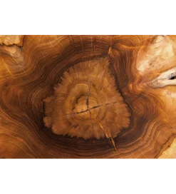 Invicta Interior - przedsprzedaż Stolik kawowy ROOT 70 cm drewno teak naturalny