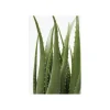 KDesign Sztuczna roślina ALOES 69 cm
