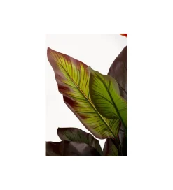 KDesign Sztuczna roślina CANNA LILY 115 cm