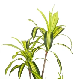 Zona-Design Sztuczna roślina DRACENA 150 cm