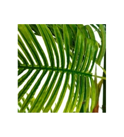 Zona-Design Sztuczna roślina PALMERA 170 cm